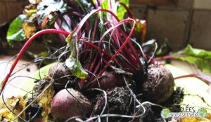 Chou rouge-betterave-oignon rouge-figues-raisins-moutarde