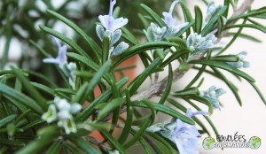 Romarin du jardin en fleur