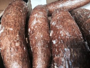 Le manioc