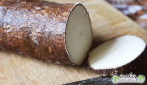 le manioc